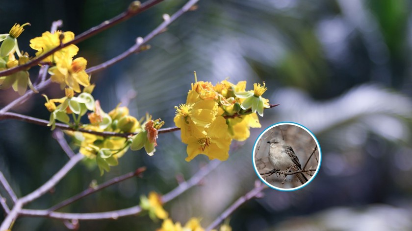 Những đặc điểm của thời tiết dịp Tết 2026 - Ảnh 1.