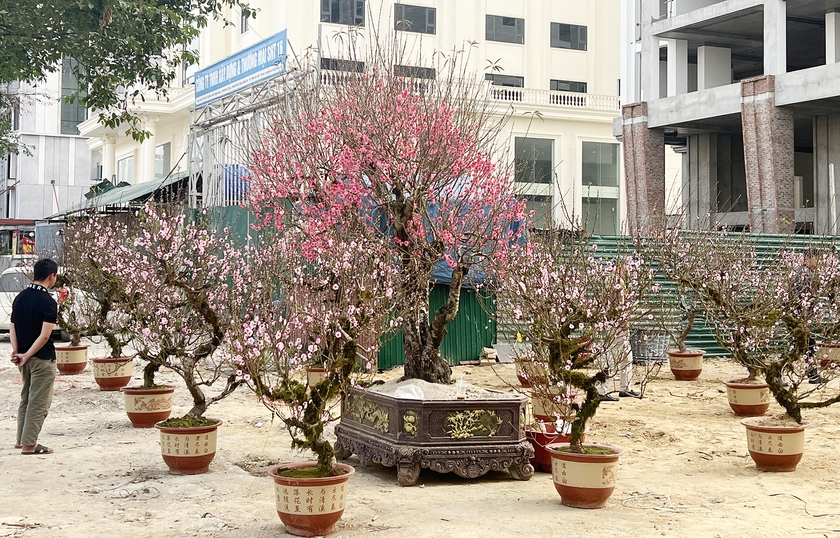 Nghệ An rộn r&agrave;ng sắc xu&acirc;n đ&oacute;n Tết B&iacute;nh Ngọ - Ảnh 16.