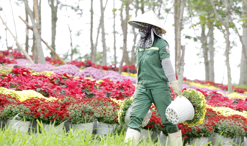 Nghệ An rộn r&agrave;ng sắc xu&acirc;n đ&oacute;n Tết B&iacute;nh Ngọ - Ảnh 7.