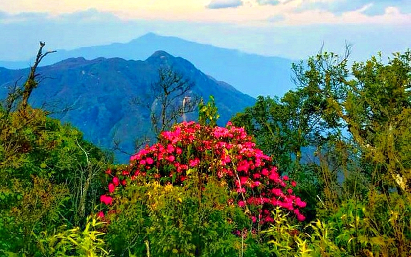 Giữ vững màu xanh Hoàng Liên bằng tri thức và tình yêu với rừng - Ảnh 2.