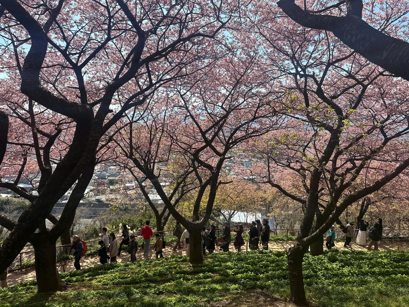 Du xu&acirc;n Nhật Bản: Từ c&aacute;c điểm đến ng&ocirc;i sao đang l&ecirc;n tới bộ sưu tập g&oacute;c nh&igrave;n n&uacute;i thi&ecirc;ng Ph&uacute; Sĩ - Ảnh 5.