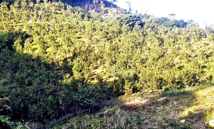 V&ugrave;ng cao Bản X&egrave;o ph&aacute;t động trồng c&acirc;y Tết sớm - Ảnh 5.