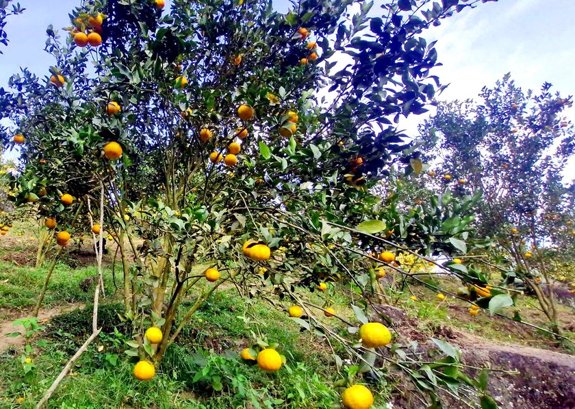 V&ugrave;ng cao Bản X&egrave;o ph&aacute;t động trồng c&acirc;y Tết sớm - Ảnh 6.