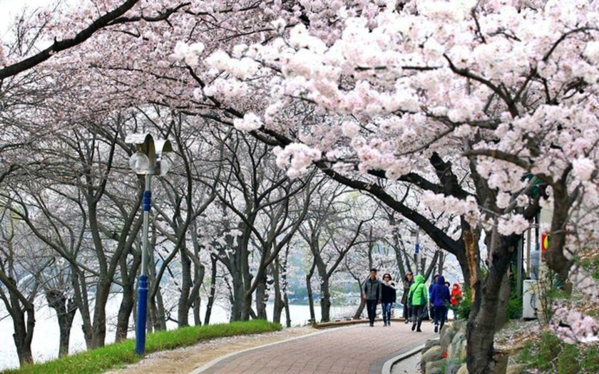 Du kh&aacute;ch chuẩn bị cho cao điểm du lịch m&ugrave;a hoa anh đ&agrave;o 2026 - Ảnh 7.