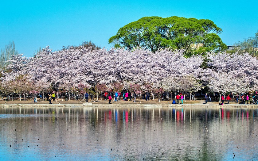 Du lịch "săn" hoa m&ugrave;a xu&acirc;n g&oacute;p phần b&ugrave;ng nổ kinh tế Trung Quốc - Ảnh 5.