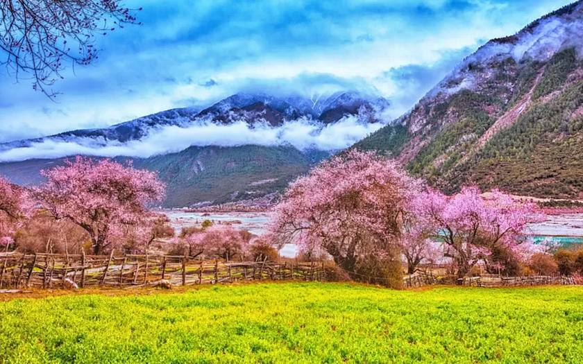 Du lịch "săn" hoa m&ugrave;a xu&acirc;n g&oacute;p phần b&ugrave;ng nổ kinh tế Trung Quốc - Ảnh 7.