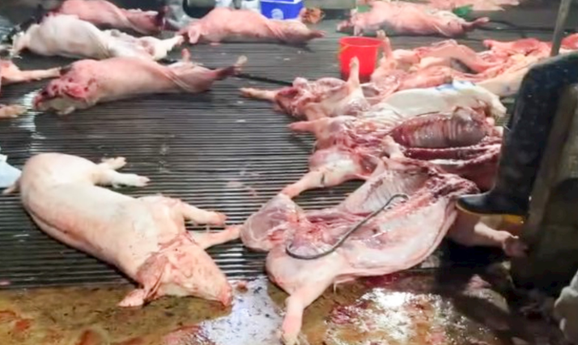 Vụ 300 tấn lợn bệnh bị tuồn ra thị trường, cơ quan quản lý nói gì? - Ảnh 1.