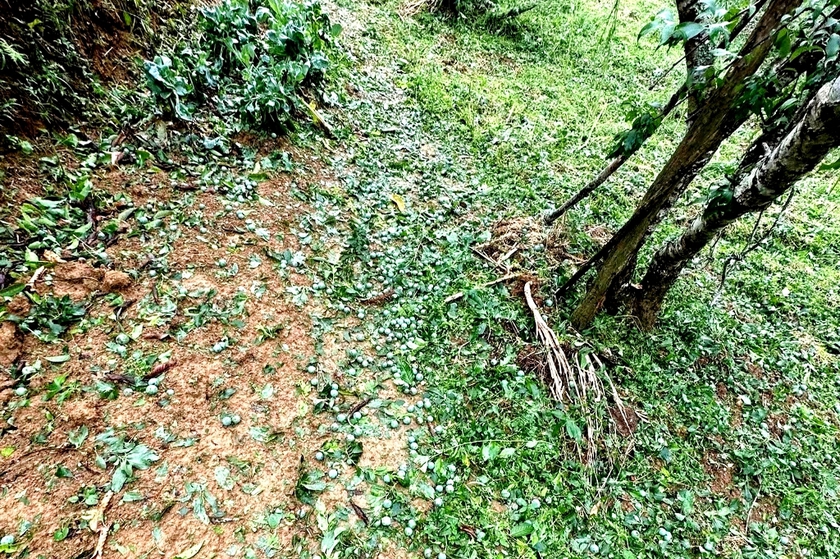 Trận mưa đ&aacute; 20 ph&uacute;t "cướp trắng" h&agrave;ng ngh&igrave;n tấn  mận Tam Hoa ở Bắc H&agrave; - Ảnh 2.