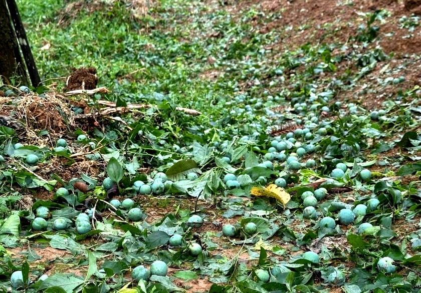 Trận mưa đ&aacute; 20 ph&uacute;t "cướp trắng" h&agrave;ng ngh&igrave;n tấn  mận Tam Hoa ở Bắc H&agrave; - Ảnh 1.