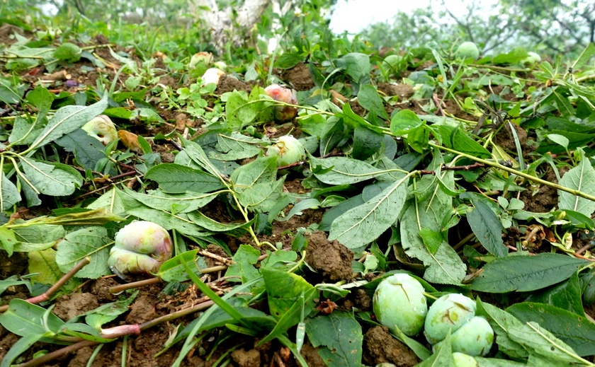Trận mưa đ&aacute; 20 ph&uacute;t "cướp trắng" h&agrave;ng ngh&igrave;n tấn  mận Tam Hoa ở Bắc H&agrave; - Ảnh 3.