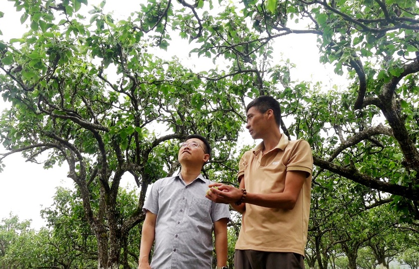 Trận mưa đ&aacute; 20 ph&uacute;t "cướp trắng" h&agrave;ng ngh&igrave;n tấn  mận Tam Hoa ở Bắc H&agrave; - Ảnh 7.