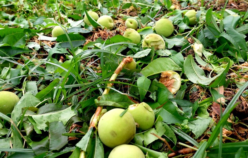 Trận mưa đ&aacute; 20 ph&uacute;t "cướp trắng" h&agrave;ng ngh&igrave;n tấn  mận Tam Hoa ở Bắc H&agrave; - Ảnh 5.