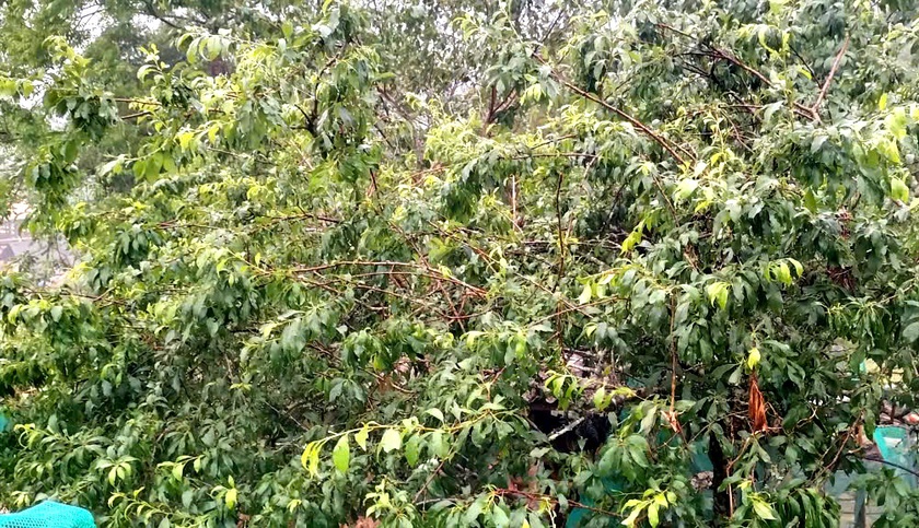 Mưa đá lớn, kéo dài gần 1 giờ ở xã Bắc Hà làm sập nhà sàn, 4 người bị thương - Ảnh 10.