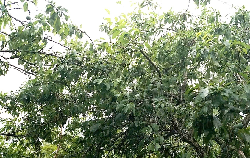 Mưa đá lớn, kéo dài gần 1 giờ ở xã Bắc Hà làm sập nhà sàn, 4 người bị thương - Ảnh 9.