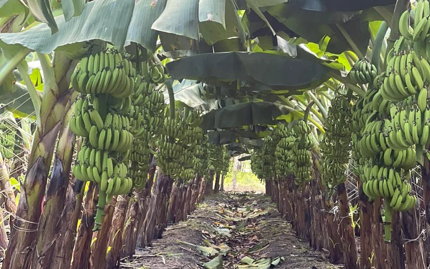 Đồng Nai xuất khẩu 220 tấn chuối tươi, th&uacute;c đẩy xuất khẩu n&ocirc;ng sản năm 2026 - Ảnh 2.