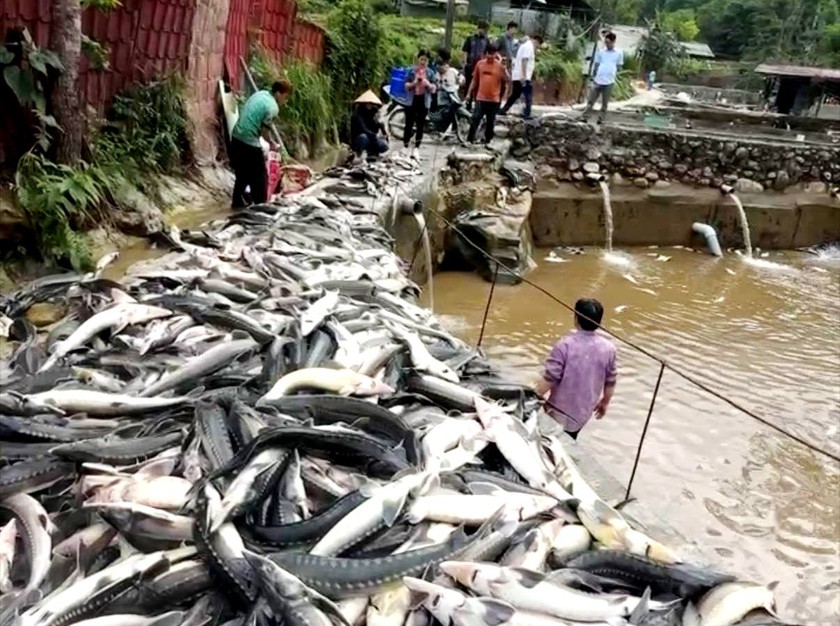 Mưa lớn làm hàng chục tấn cá tầm, cá hồi Sa Pa sặc lũ chết nổi trắng bể nuôi - Ảnh 1.