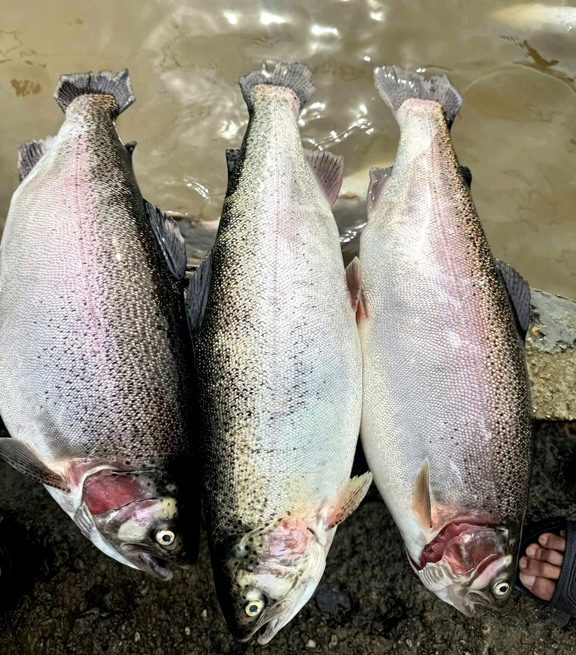 Mưa lớn làm hàng chục tấn cá tầm, cá hồi Sa Pa sặc lũ chết nổi trắng bể nuôi - Ảnh 6.