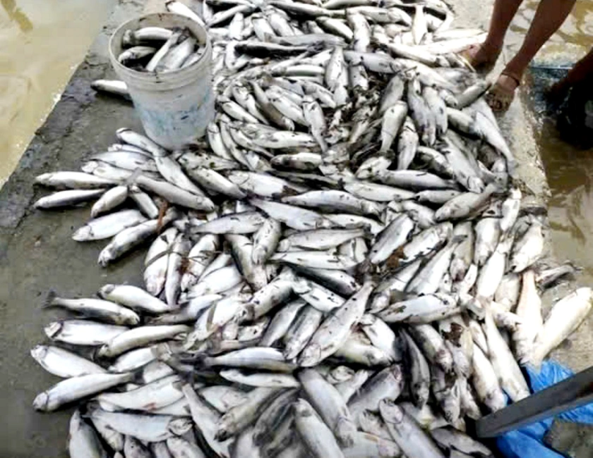 Mưa lớn làm hàng chục tấn cá tầm, cá hồi Sa Pa sặc lũ chết nổi trắng bể nuôi - Ảnh 5.