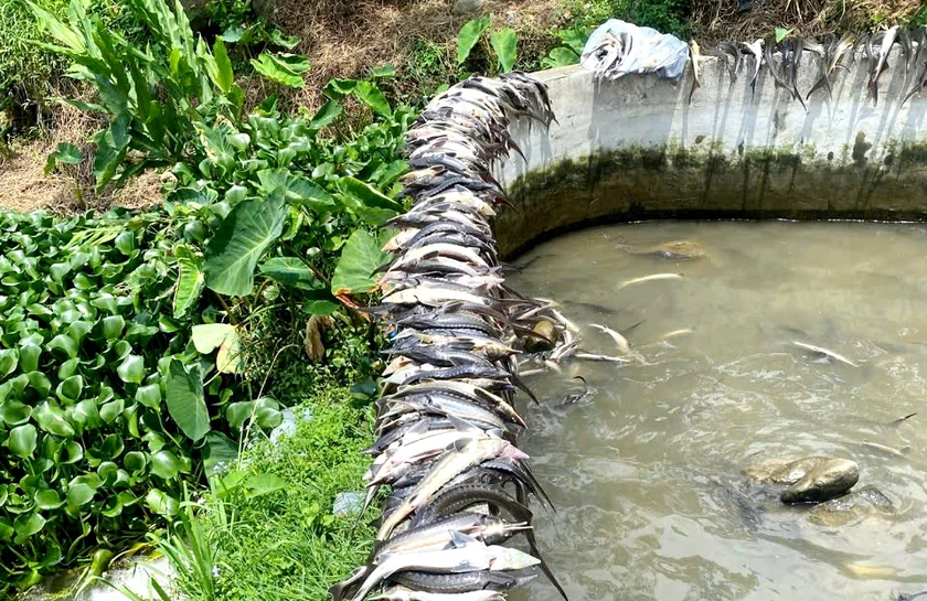 Mưa lớn làm hàng chục tấn cá tầm, cá hồi Sa Pa sặc lũ chết nổi trắng bể nuôi - Ảnh 4.