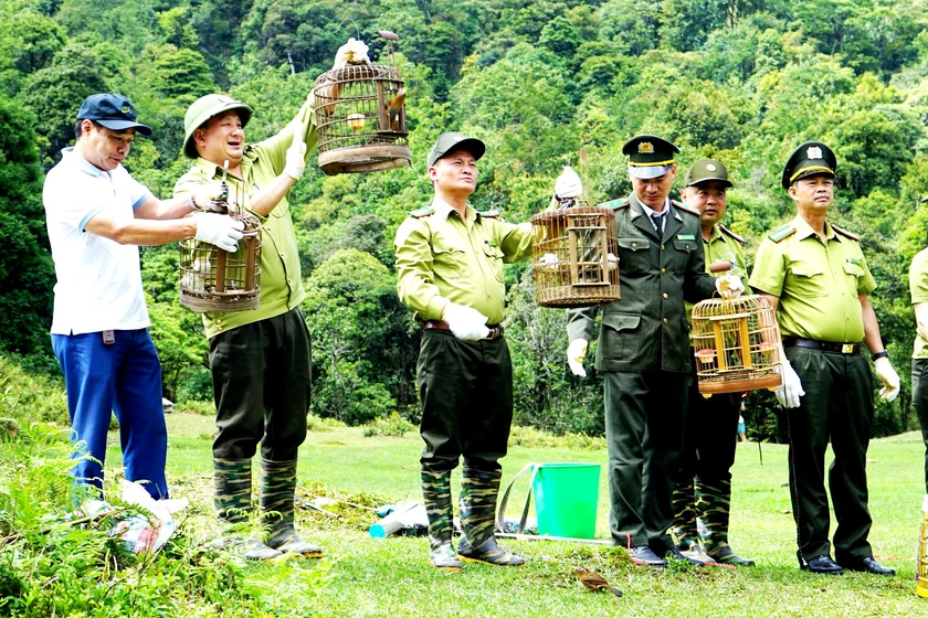 T&aacute;i thả 18 c&aacute; thể động vật hoang d&atilde; về m&ocirc;i trường sống tự nhi&ecirc;n ở Vườn quốc gia Ho&agrave;ng Li&ecirc;n - Ảnh 6.