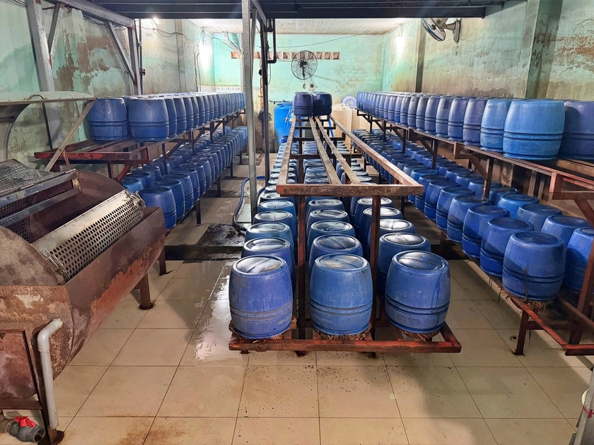 Triệt ph&aacute; đường d&acirc;y sản xuất 1.000 tấn gi&aacute; đỗ sử dụng chất 6-Benzylaminopurine - Ảnh 2.