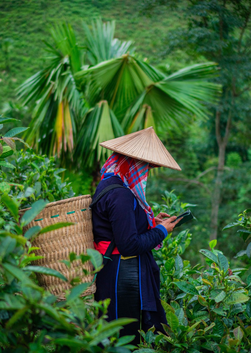 Hương tr&agrave; Shan tuyết bản Liền - kết tinh t&igrave;nh đất, t&igrave;nh người - Ảnh 2.