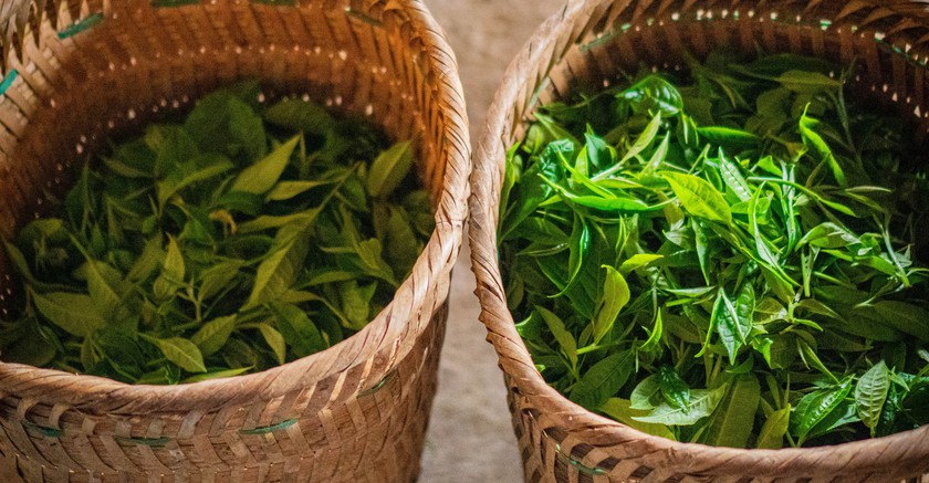 Hương tr&agrave; Shan tuyết bản Liền - kết tinh t&igrave;nh đất, t&igrave;nh người - Ảnh 3.