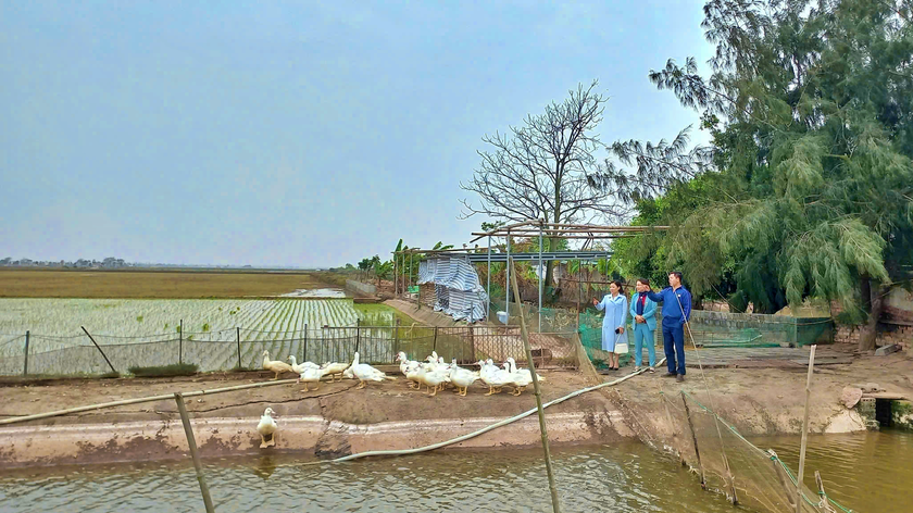 Quản trị t&agrave;i ch&iacute;nh th&ocirc;ng minh tạo động lực ph&aacute;t triển chuỗi li&ecirc;n kết gi&aacute; trị chăn nu&ocirc;i vịt biển Đ&ocirc;ng Xuy&ecirc;n - Ảnh 1.