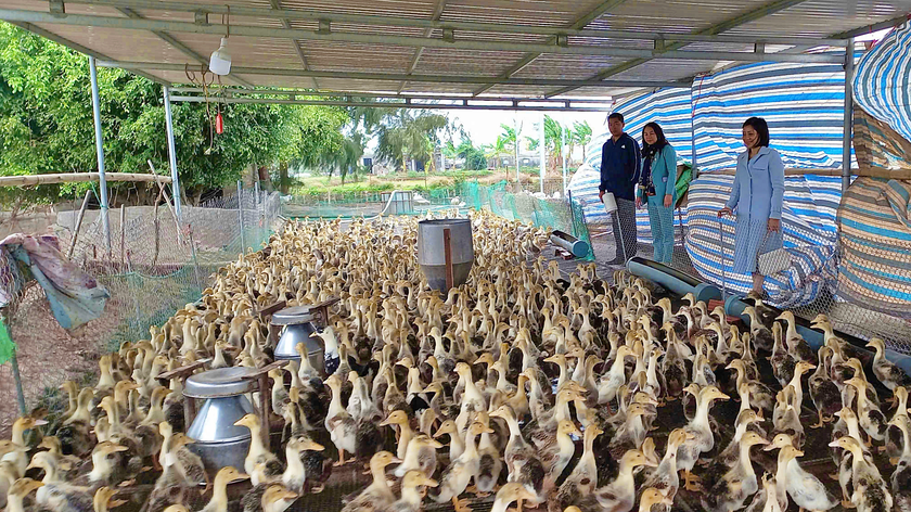 Quản trị t&agrave;i ch&iacute;nh th&ocirc;ng minh tạo động lực ph&aacute;t triển chuỗi li&ecirc;n kết gi&aacute; trị chăn nu&ocirc;i vịt biển Đ&ocirc;ng Xuy&ecirc;n - Ảnh 2.