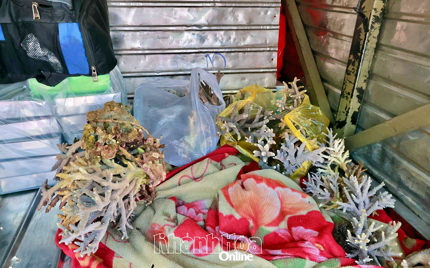 Khánh Hoà phạt 50 triệu đồng 2 khách du lịch bẻ san hô tại Hòn Chồng sau phản ánh từ mạng xã hội - Ảnh 2.