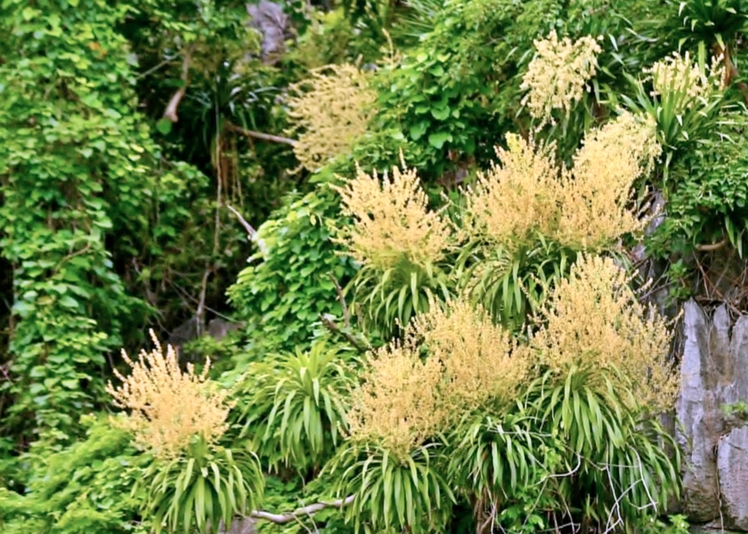 Mùa hoa phất dụ nở rộ trên vịnh Hạ Long - Ảnh 2.