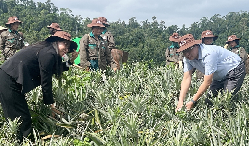 Kỳ vọng vào cây dứa giúp đồng bào biên giới Nghệ An thoát nghèo - Ảnh 5.