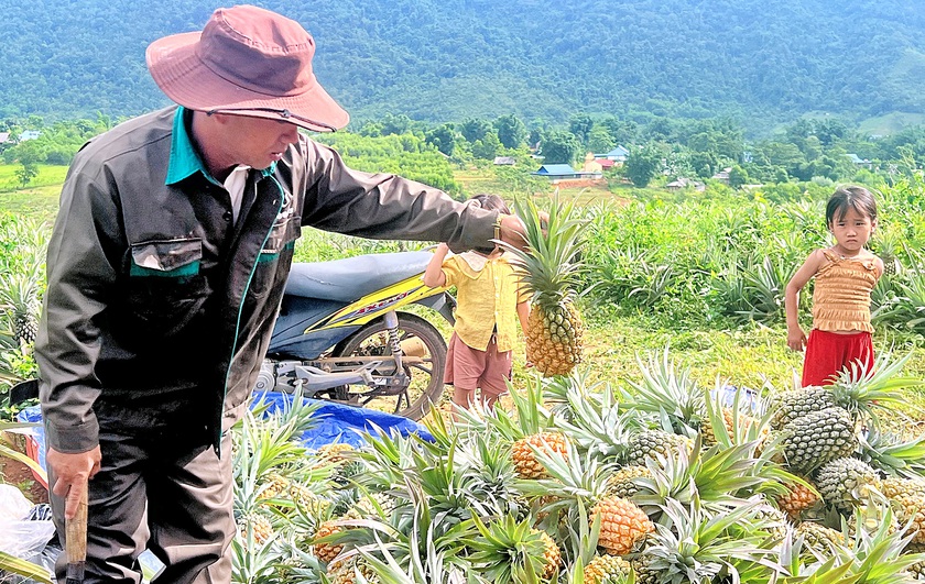 Kỳ vọng vào cây dứa giúp đồng bào biên giới Nghệ An thoát nghèo - Ảnh 1.