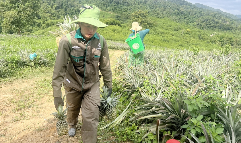 Kỳ vọng vào cây dứa giúp đồng bào biên giới Nghệ An thoát nghèo - Ảnh 10.