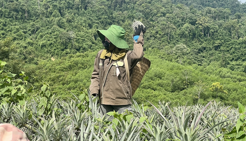 Kỳ vọng vào cây dứa giúp đồng bào biên giới Nghệ An thoát nghèo - Ảnh 9.