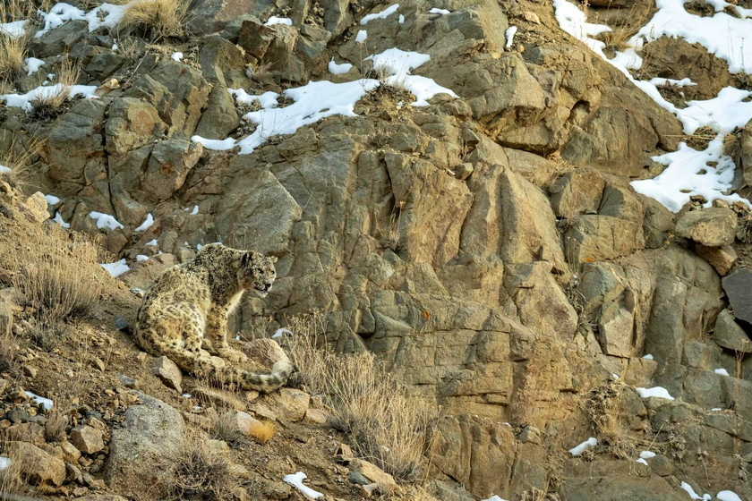 Du lịch Ấn Độ cuối năm, với điểm nhấn &ldquo;Tiểu T&acirc;y Tạng&rdquo; Ladakh v&agrave; Việt Nam trong c&aacute;c điểm đến h&uacute;t kh&aacute;ch - Ảnh 3.