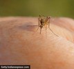 Xuất hiện bằng chứng cho thấy một số người thực sự là "nam châm hút muỗi"
