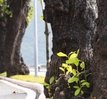 Những cây bàng phủ bóng thời gian ở Côn Đảo