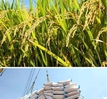 Nhu cầu dự trữ tăng, giá gạo Việt Nam cao đột biến