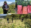 Bắt khẩn cấp đối tượng trồng gần 2.000 cây thuốc phiện trong vườn rau để kiếm lời