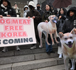 Trung Quốc tán dương lệnh cấm sản xuất và buôn bán thịt chó của Hàn Quốc
