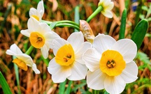 Có đứa trẻ nghèo không biết Tết...
