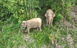 2 con voi rừng xuất hiện gần khu dân cư ở Nghệ An