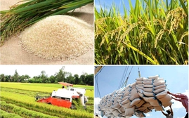 Nhu cầu dự trữ tăng, giá gạo Việt Nam cao đột biến
