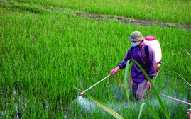 Các loại thuốc bảo vệ thực vật được phép sử dụng tại Việt Nam