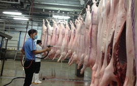 Mổ 10 con lợn ô nhiễm môi trường bằng sản xuất triệu lít bia