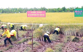 Lễ hội lúa rươi tại Hải Dương hướng tới mô hình "nông nghiệp hữu cơ - du lịch"