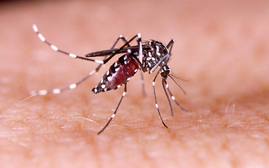 [Infographic] Đặc điểm của muỗi truyền bệnh sốt xuất huyết