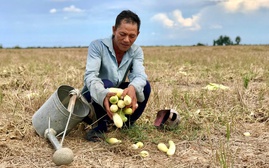 Ứng phó với biến đổi khí hậu, Việt Nam chọn phương thức "một mũi tên trúng hai đích"