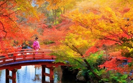 Cơ hội “săn” lá đỏ mùa Thu Nhật Bản trong tầm tay du khách quốc tế
